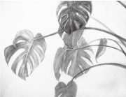 静物デッサン｢植物」•鉛筆•高校2年生作品