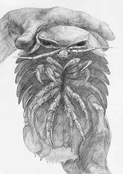 手のデッサン「両手と生き物」をテーマに構成／B3サイズ