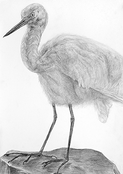 静物デッサン／B3サイズ