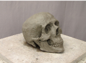 彫刻科実習「塑造制作：頭骨」